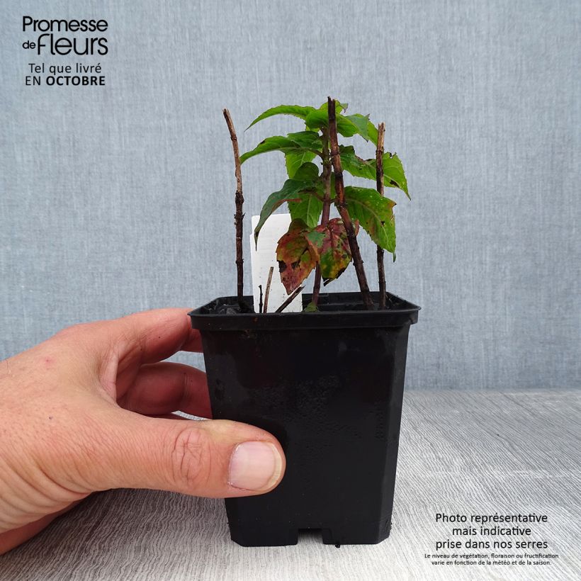 Exemplaar van Monarda Petite Delight - Bergamotplant Kweekpotje van 8/9 cm zoals geleverd in de herfst