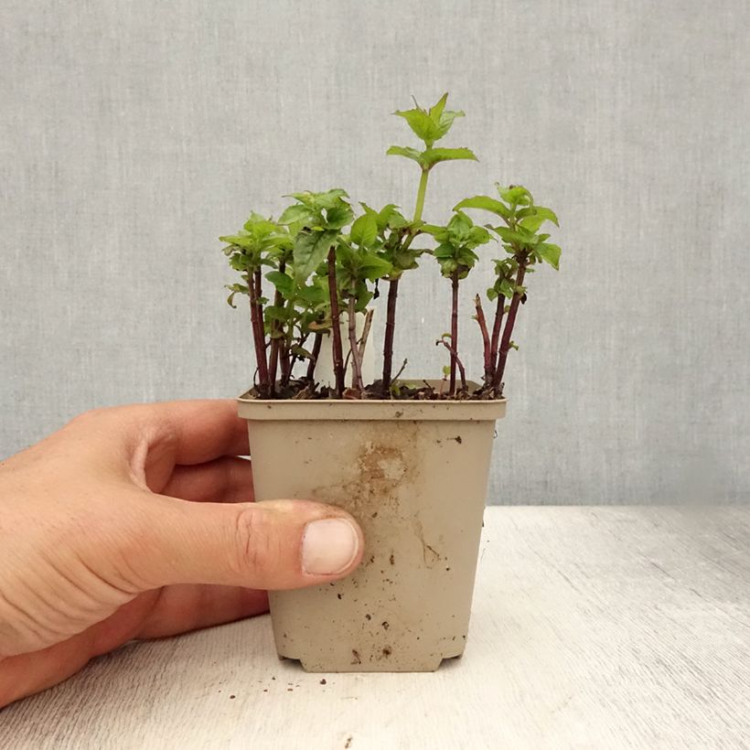Exemplaar van Monarda Petite Delight - Bergamotplant Kweekpotje van 8/9 cm zoals geleverd in de zomer