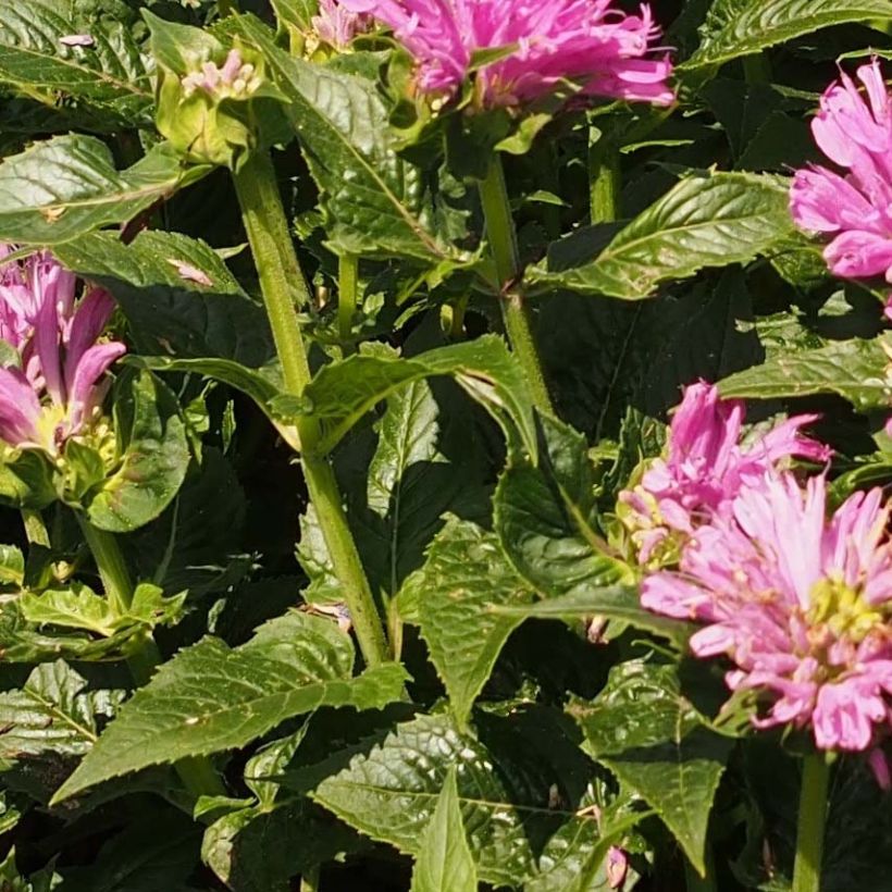 Monarda Pink Lace - Bergamotplant (Blad)