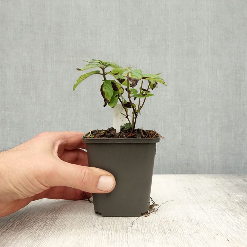 Exemplaar van Monarda Pink Lace - Bergamotplant Kweekpotje van 7/8 cm zoals geleverd in de herfst