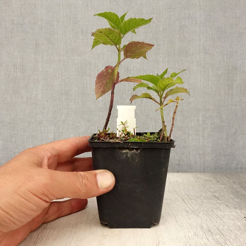 Exemplaar van Monarda Pink Lace - Bergamotplant Kweekpotje van 7/8 cm zoals geleverd in de zomer