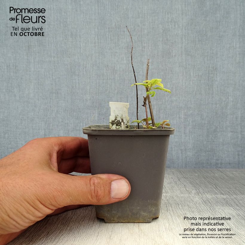 Exemplaar van Monarda Prärienacht - Bergamotplant Kweekpotje van 8/9 cm zoals geleverd in de herfst
