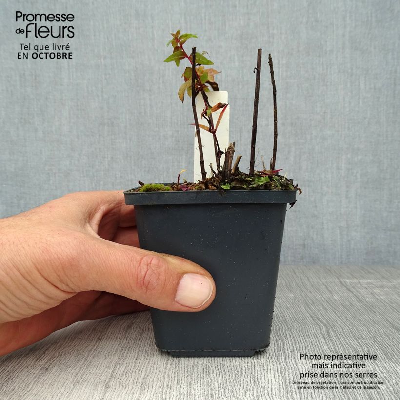 Exemplaar van Monarda Purple Lace - Bergamotplant Kweekpotje van 8/9 cm zoals geleverd in de herfst