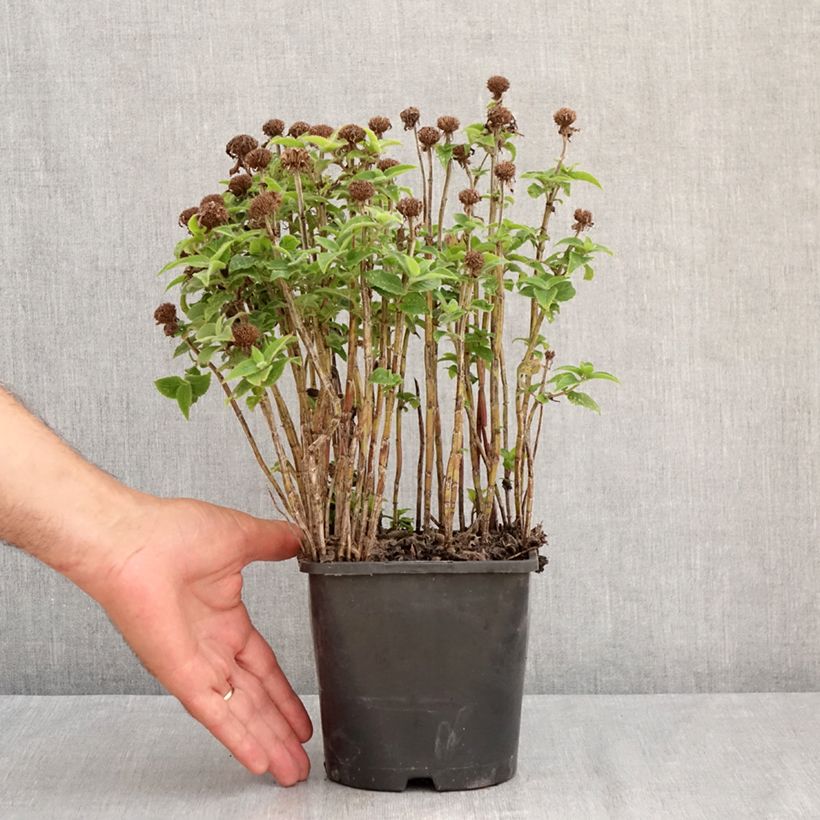 Exemplaar van Monarda didyma Sugar Buzz Pink Frosting - Bergamotplant Pot van 1,5 l/2 l zoals geleverd in de zomer
