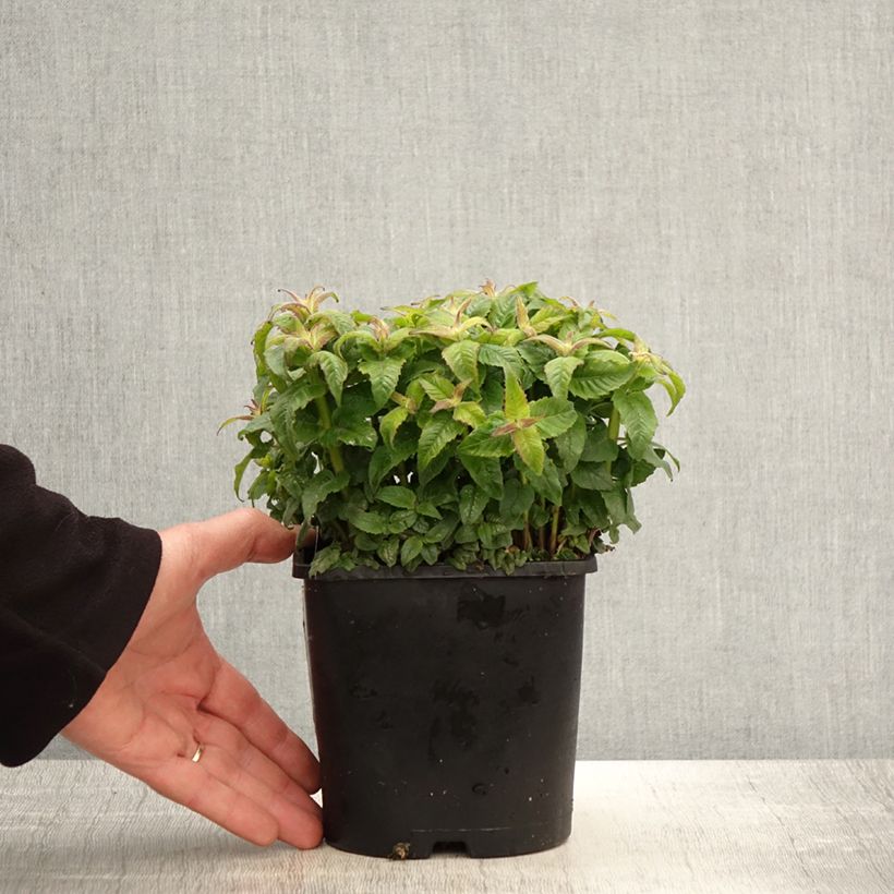 Exemplaar van Monarda didyma Sugar Buzz Pink Frosting - Bergamotplant Pot van 1,5 l/2 l zoals geleverd in de lente