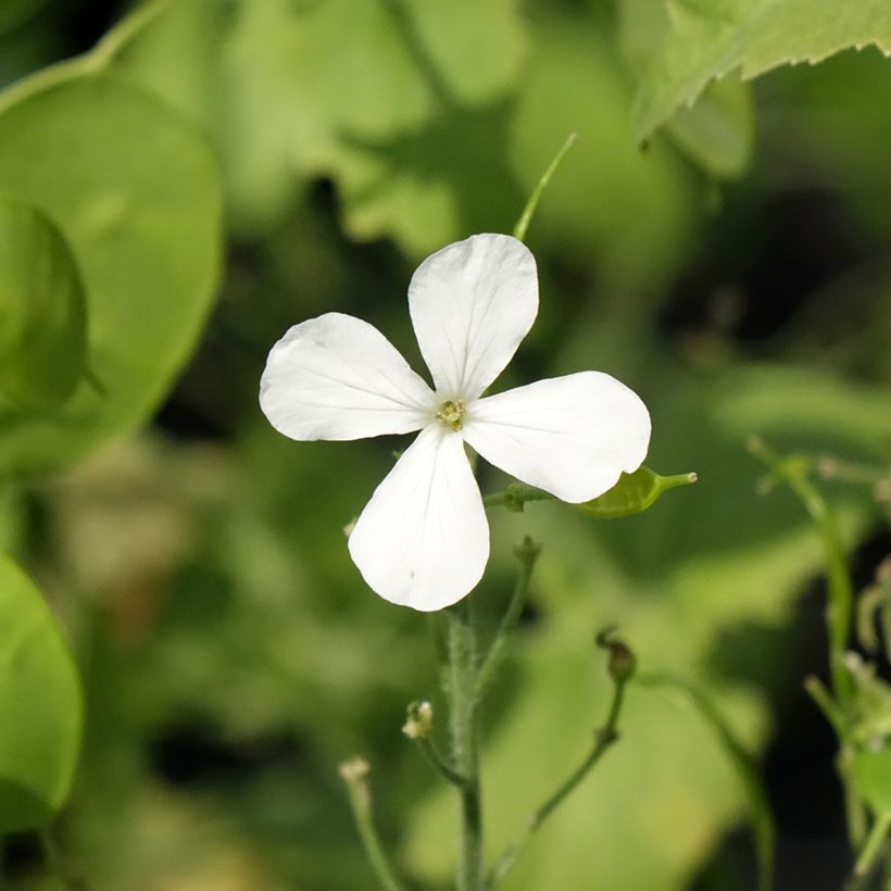 Lunaria annua Alba - Judaspennig (Bloei)
