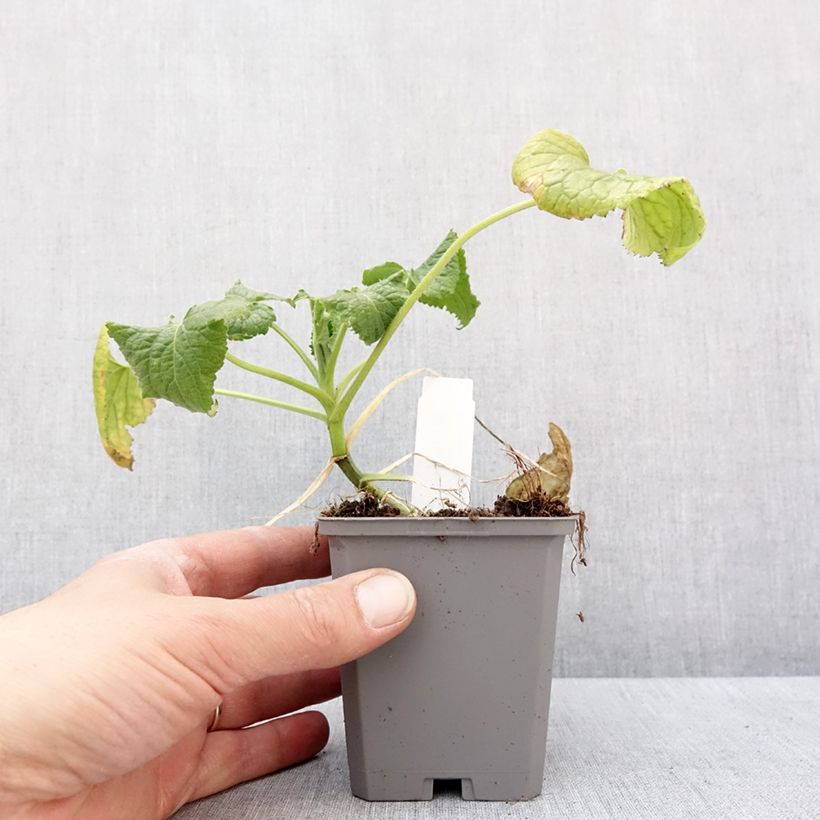 Exemplaar van Monnaie du Pape Blanche - Lunaria annua Alba Godet de 8/9 cm zoals geleverd in de winter