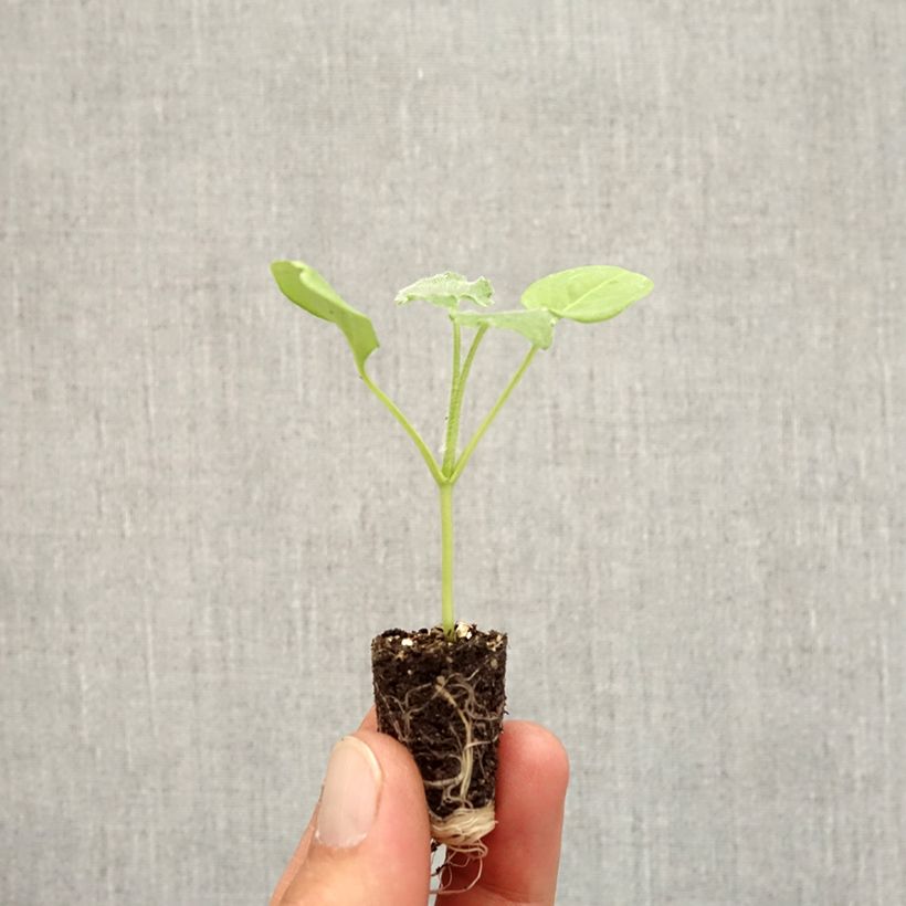 Exemplaar van Lunaria annua Alba - Judaspennig Mini-mot Ø 1,5/2,5 cm zoals geleverd in de herfst