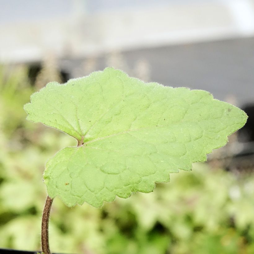 Lunaria annua - Judaspennig (Blad)