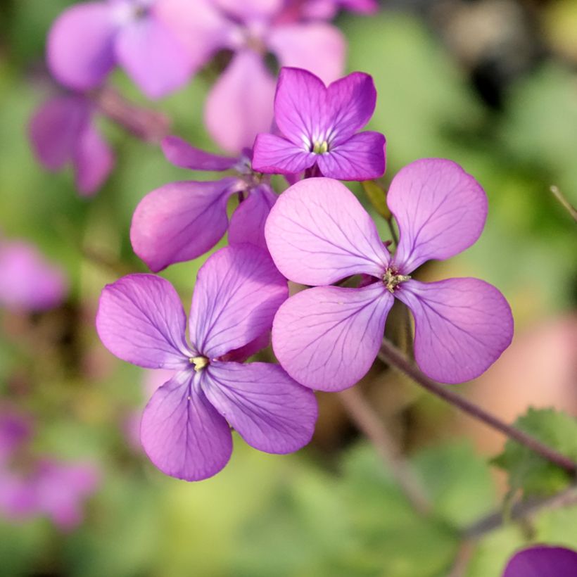Lunaria annua - Judaspennig (Bloei)