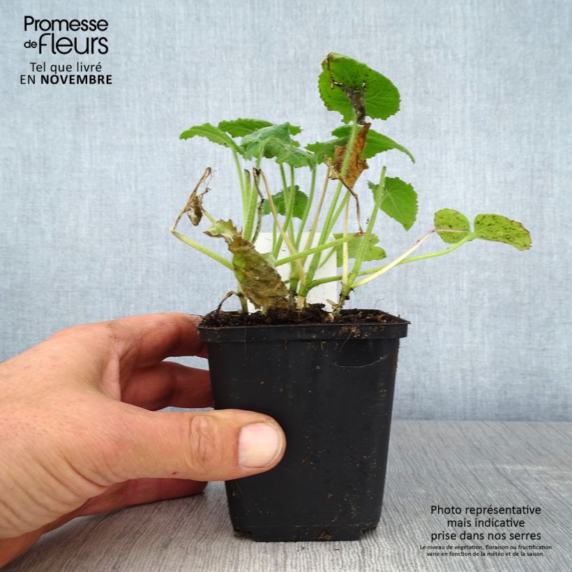 Exemplaar van Monnaie du Pape - Lunaria annua Godet de 8/9 cm zoals geleverd in de herfst