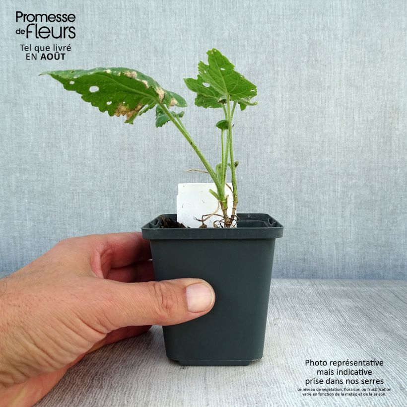 Exemplaar van Lunaria annua - Judaspennig Kweekpotje van 8/9 cm zoals geleverd in de zomer