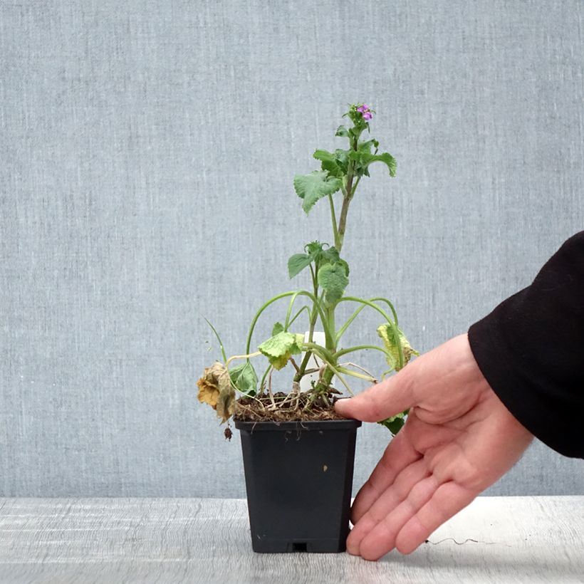 Example of Lunaria annua - Judaspennig Kweekpotje van 8/9 cm as you get in printemps