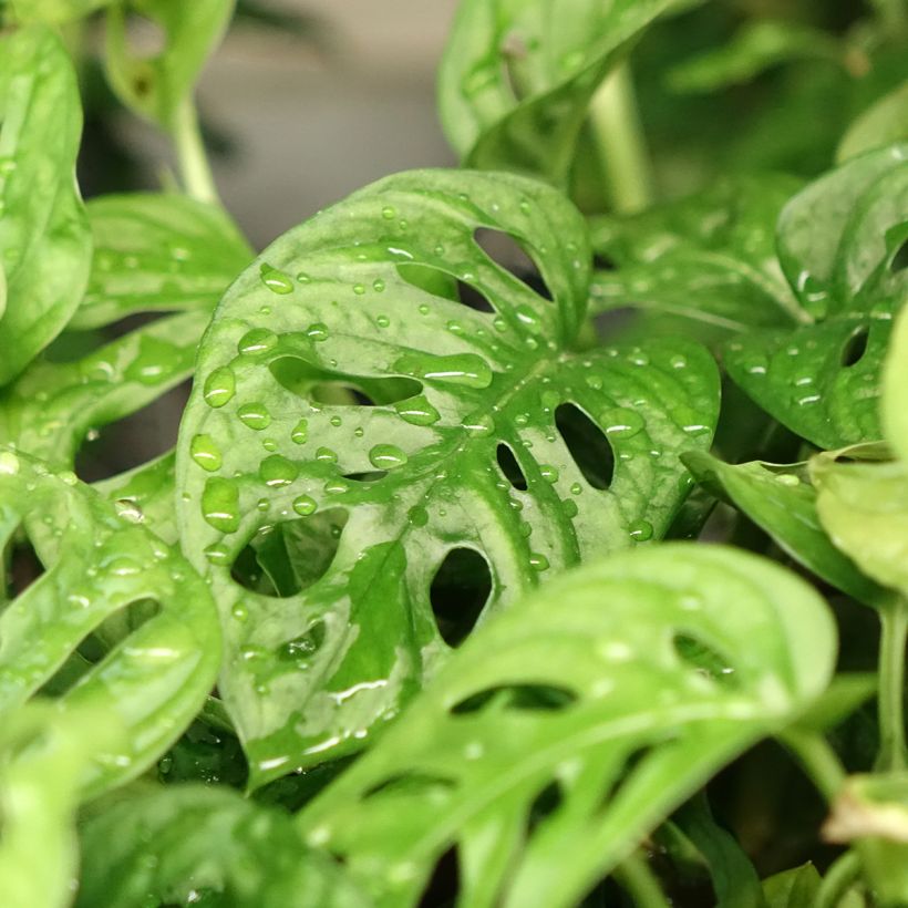 Monstera adansonii (Blad)