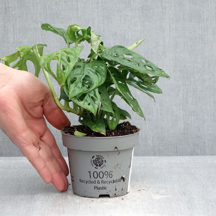 Exemplaar van Monstera adansonii Pot van 12 cm / 13 cm zoals geleverd in de lente