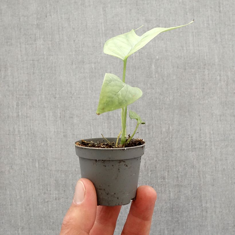 Exemplaar van Amydrium medium Silver Mini-kamerplanten zoals geleverd in de lente