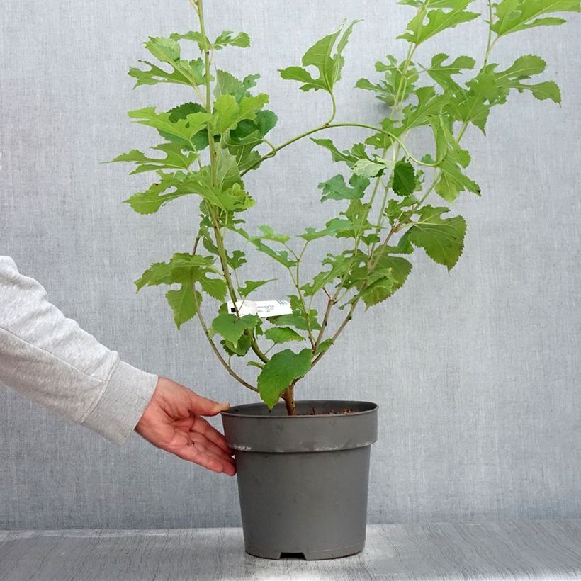 Exemplaar van Morus acidosa Mulle - Moerbeiboom Pot van 3 l/4 l zoals geleverd in de zomer