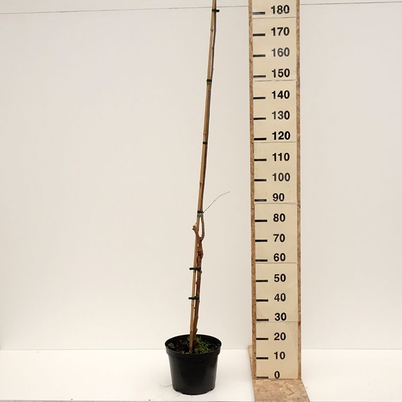 Exemplaar van Witte moerbei Bistro - Morus alba Pot van 4 l/5 l zoals geleverd in de winter