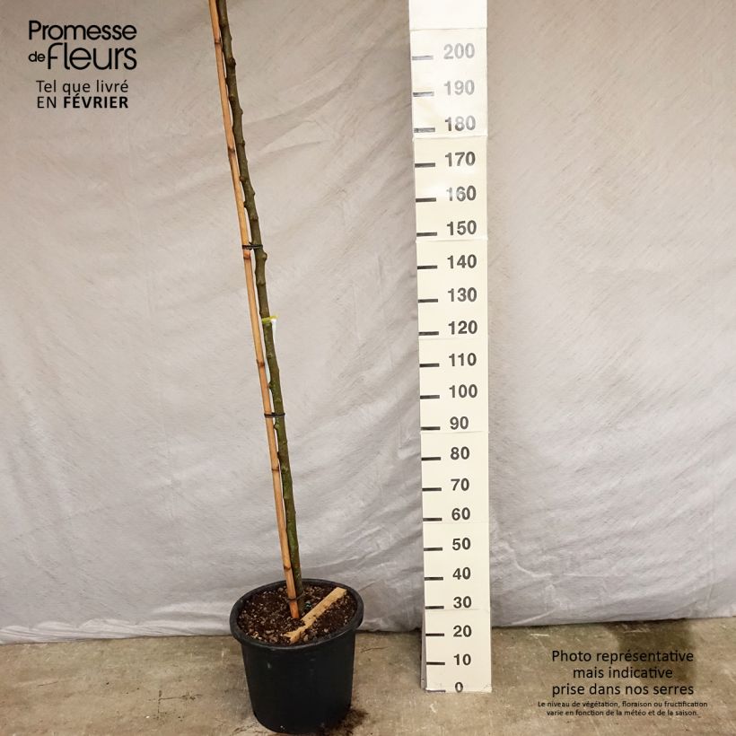 Exemplaar van Morus alba Fruitless - Witte moerbei Pot van 18 l/20 l, Hoogstam zoals geleverd in de lente