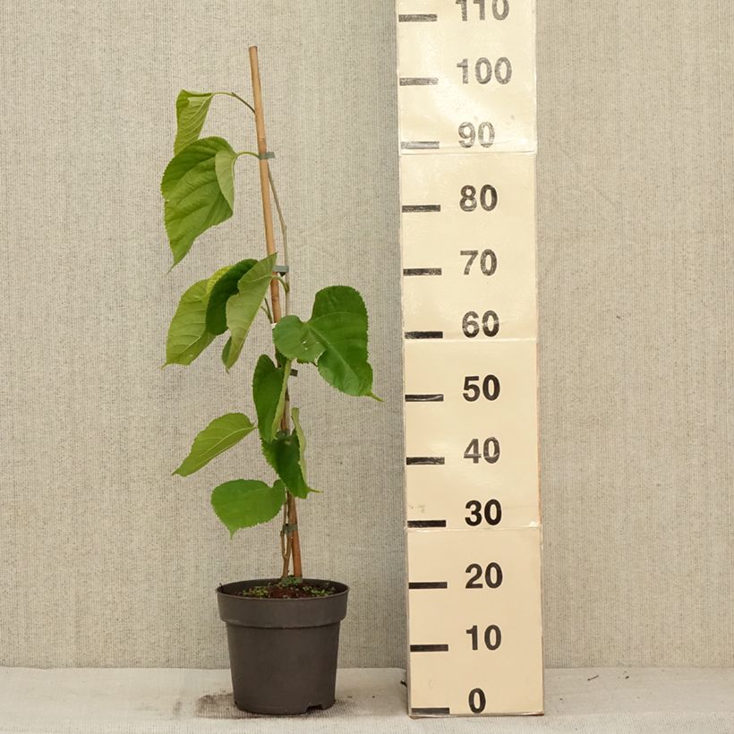 Exemplaar van Morus alba Giant Fruit - Witte moerbei Pot van 3 l/4 l zoals geleverd in de herfst