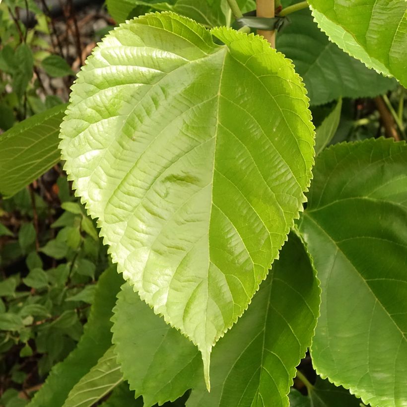 Morus alba Giant Fruit - Witte moerbei (Blad)