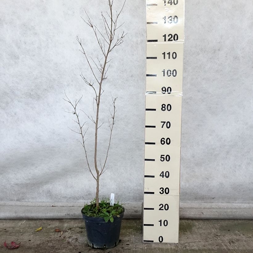 Exemplaar van Morus alba - Witte moerbei Pot van 7,5 l/10 l zoals geleverd in de herfst