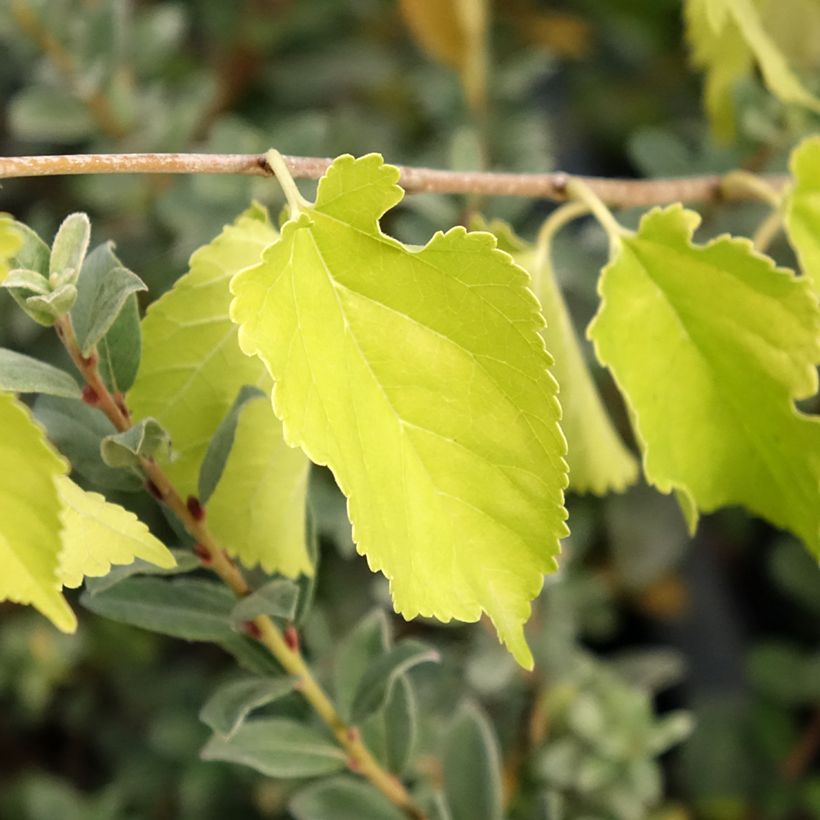 Morus alba Milanowek - Witte moerbei (Blad)