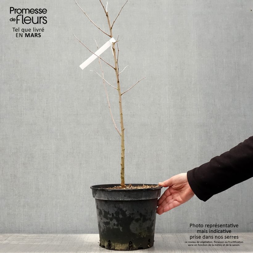 Example of Morus alba - Witte moerbei Pot van 7,5 l/10 l as you get in printemps