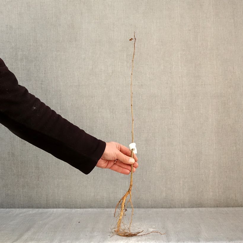 Example of Morus alba - Witte moerbei Naakte wortel as you get in hiver