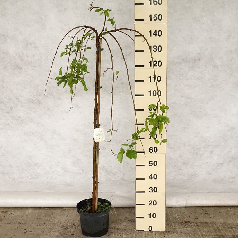 Example of Morus alba Pendula - Witte moerbei Pot van 7,5 l/10 l, Stengel as you get in printemps