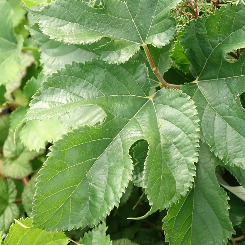 Morus alba Shin Tso - Japanse moerbei (Blad)