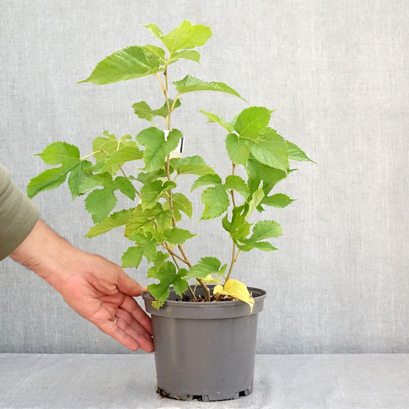 Exemplaar van Morus alba Shin Tso - Japanse moerbei Pot van 3 l/4 l zoals geleverd in de zomer