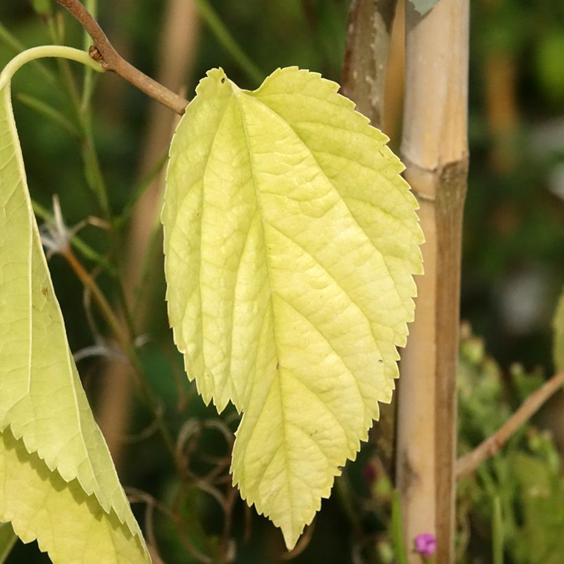 Morus latifolia Spirata - Witte moerbei (Blad)