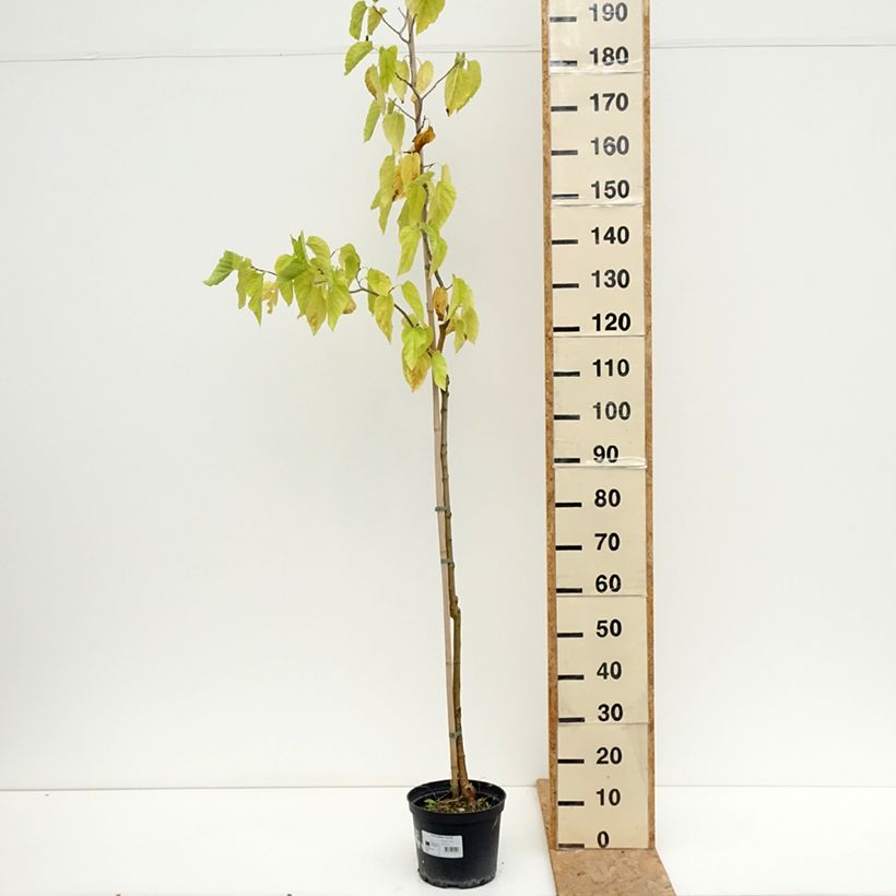 Exemplaar van Morus latifolia Spirata - Witte moerbei Pot van 7,5 l/10 l zoals geleverd in de zomer