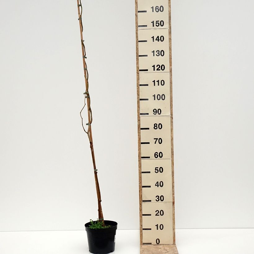 Exemplaar van Morus latifolia Spirata - Witte moerbei Pot van 7,5 l/10 l zoals geleverd in de winter