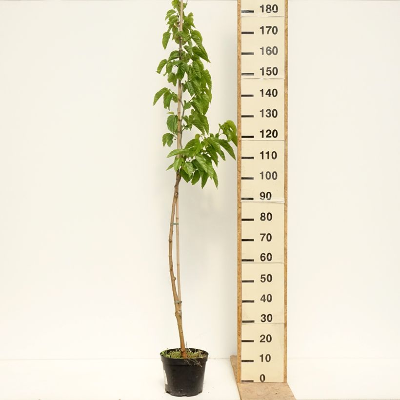 Exemplaar van Morus latifolia Spirata - Witte moerbei Pot van 4 l/5 l zoals geleverd in de lente