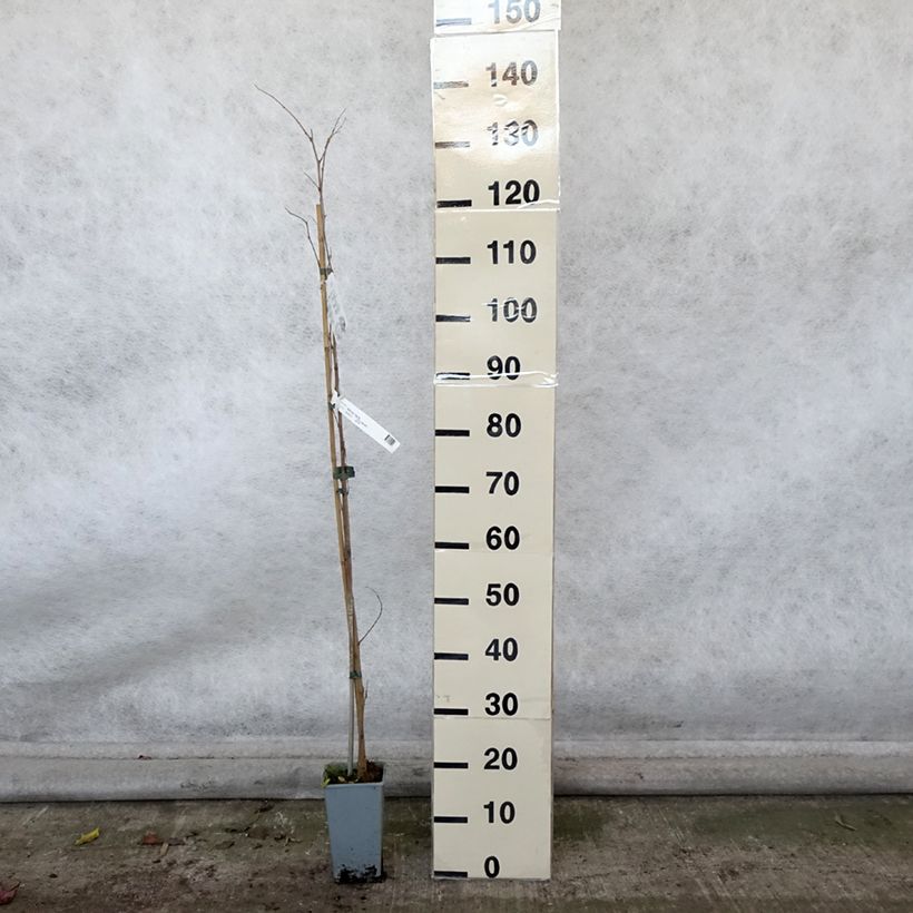 Exemplaar van Morus nigra - Zwarte moerbei Pot van 1,5 l/2 l zoals geleverd in de herfst