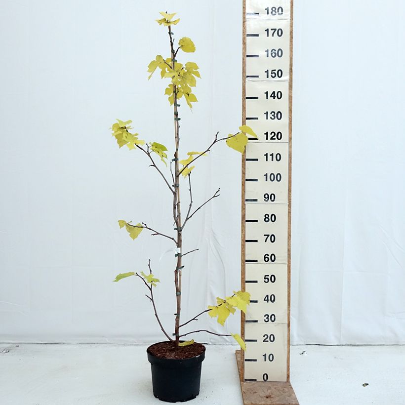 Exemplaar van Morus nigra - Zwarte moerbei Pot van 7,5 l/10 l zoals geleverd in de herfst