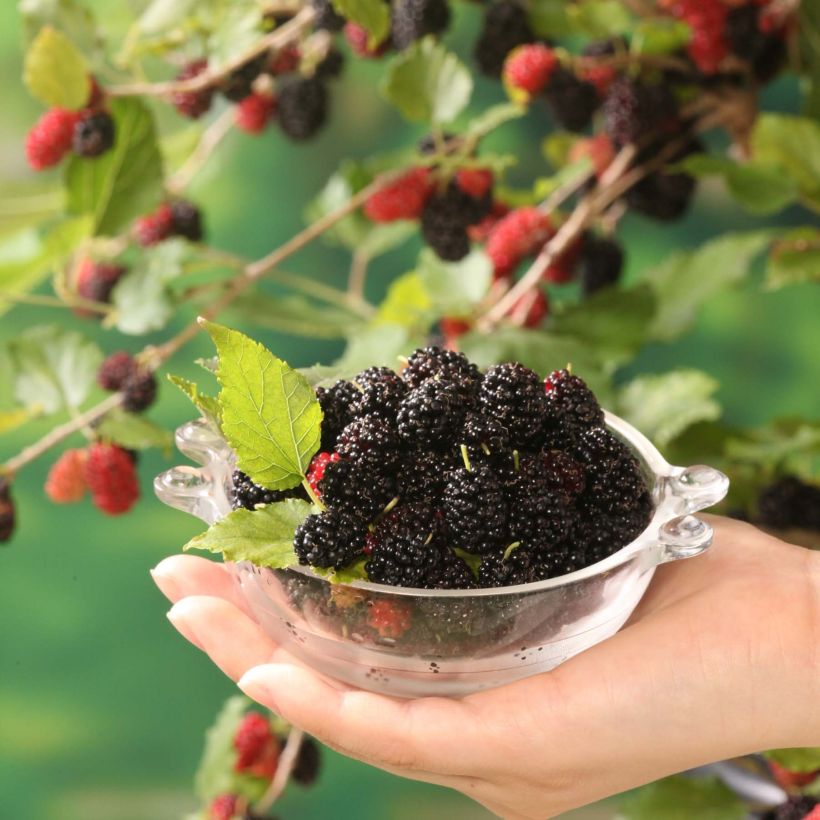 Dwergmoerbei Mojo Berry - Morus rotundiloba (Oogst)