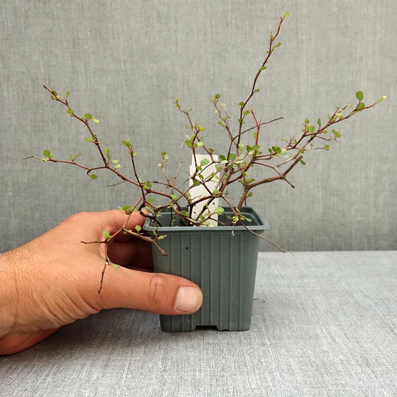 Exemplaar van Muehlenbeckia astonii - Draadstruik Kweekpotje van 8/9 cm zoals geleverd in de lente