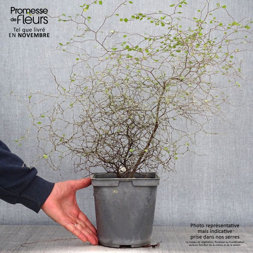 Exemplaar van Muehlenbeckia astonii - Draadstruik Pot van 3 l/4 l zoals geleverd in de herfst