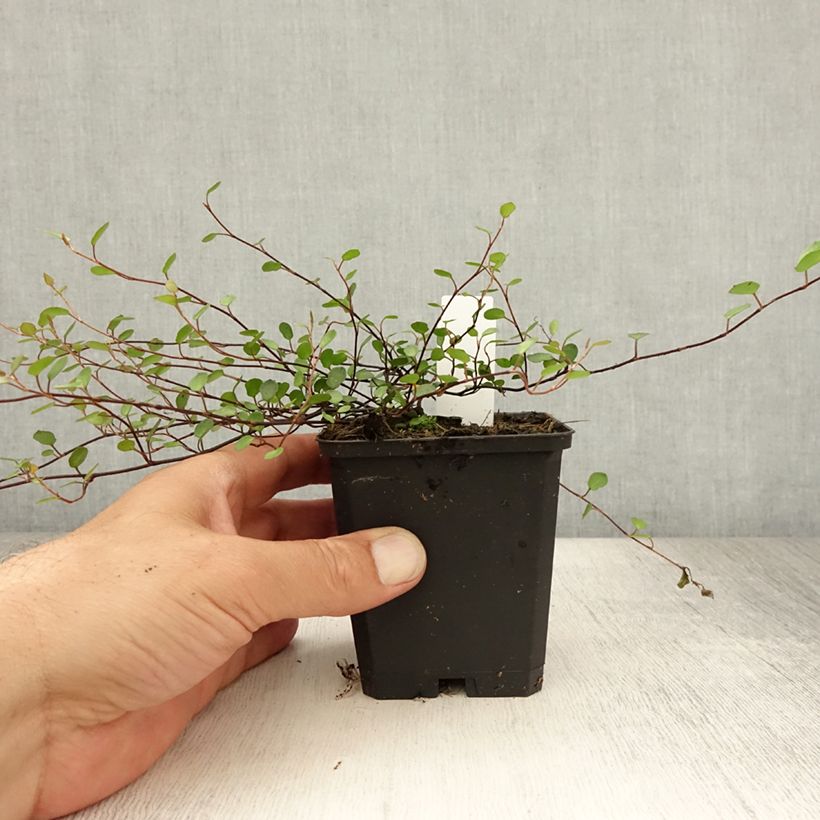 Exemplaar van Muehlenbeckia axillaris - Draadplant Kweekpotje van 8/9 cm zoals geleverd in de zomer