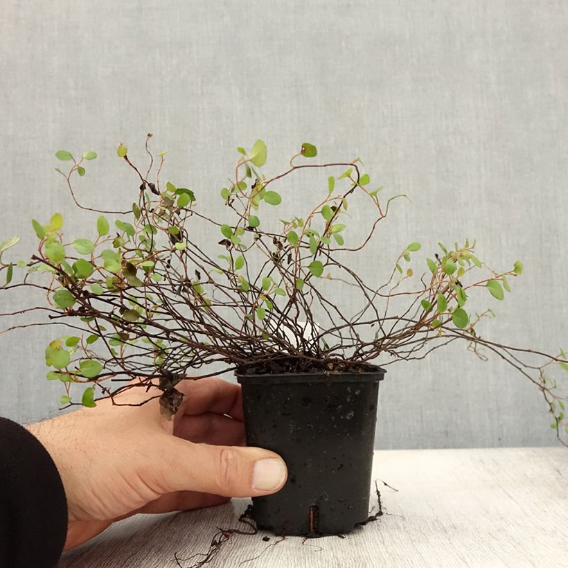Exemplaar van Muehlenbeckia complexa - Draadstruik Kweekpotje van 8/9 cm zoals geleverd in de herfst