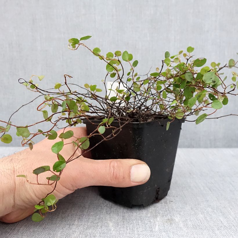 Example of Muehlenbeckia complexa - Draadstruik Kweekpotje van 8/9 cm as you get in printemps