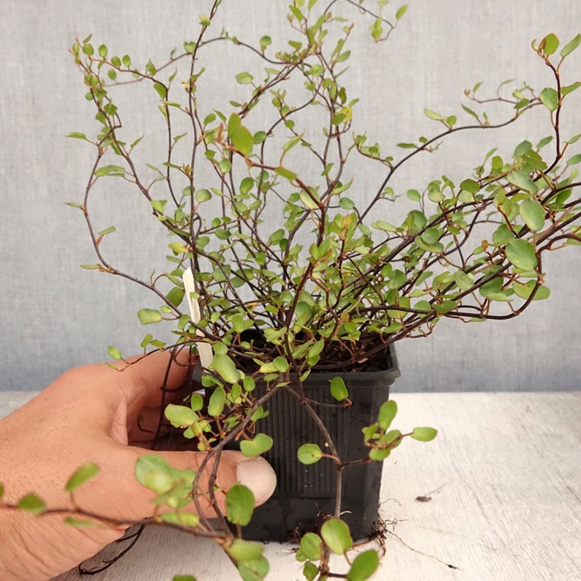 Exemplaar van Muehlenbeckia complexa Sealand Compact - Draadstruik Kweekpotje van 8/9 cm zoals geleverd in de zomer