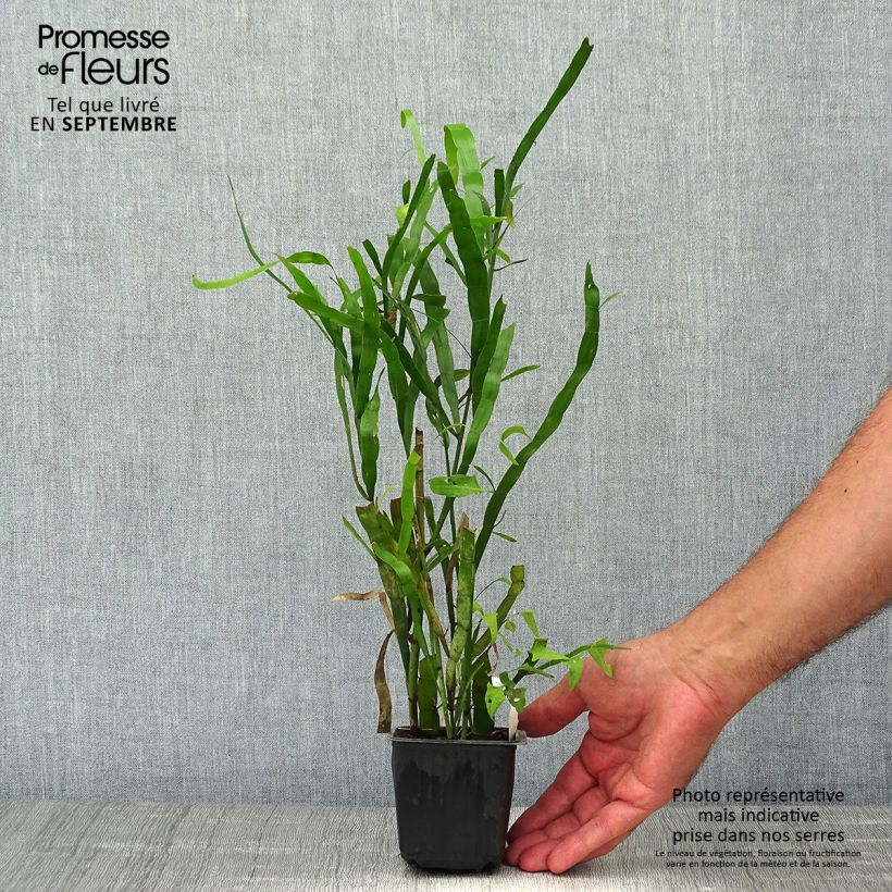 Exemplaar van Muehlenbeckia platyclada - Lintplant Kweekpotje van 8/9 cm zoals geleverd in de herfst
