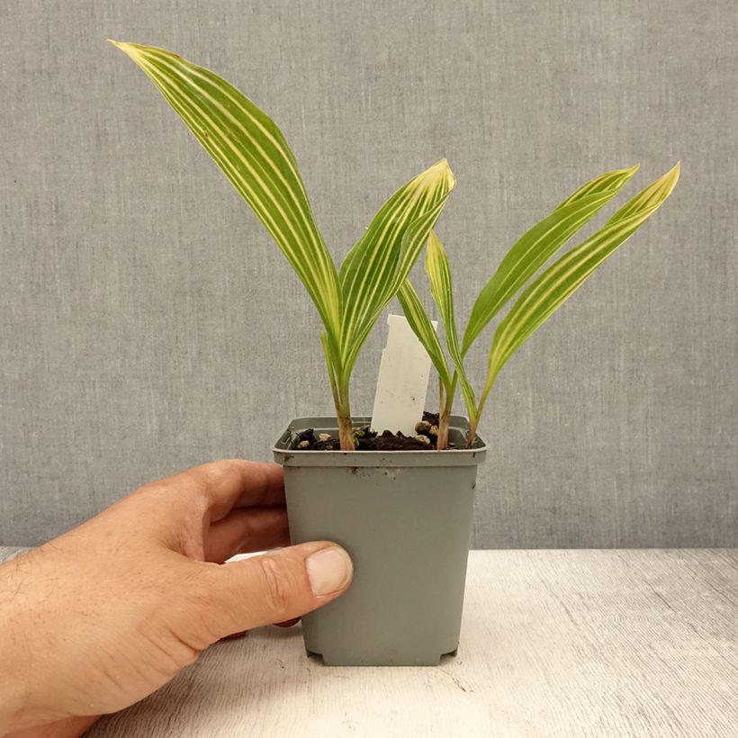 Exemplaar van Convallaria majalis Albostriata - Lelietje-van-dalen bont Kweekpotje van 8/9 cm zoals geleverd in de lente
