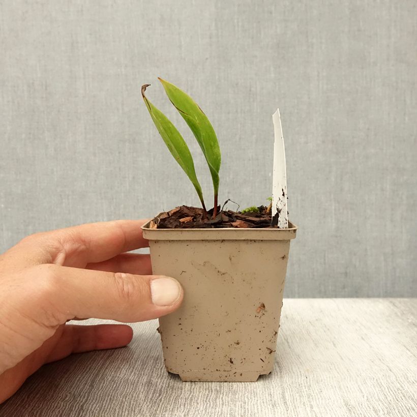 Exemplaar van Convallaria majalis Bordeaux - Lelietje-van-dalen Kweekpotje van 8/9 cm zoals geleverd in de zomer