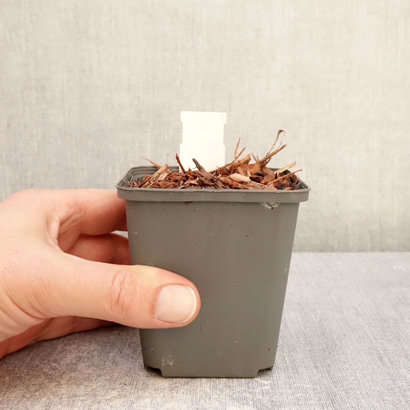 Exemplaar van Convallaria majalis Géant de Fortin - Lelietje-van-dalen Kweekpotje van 8/9 cm zoals geleverd in de winter