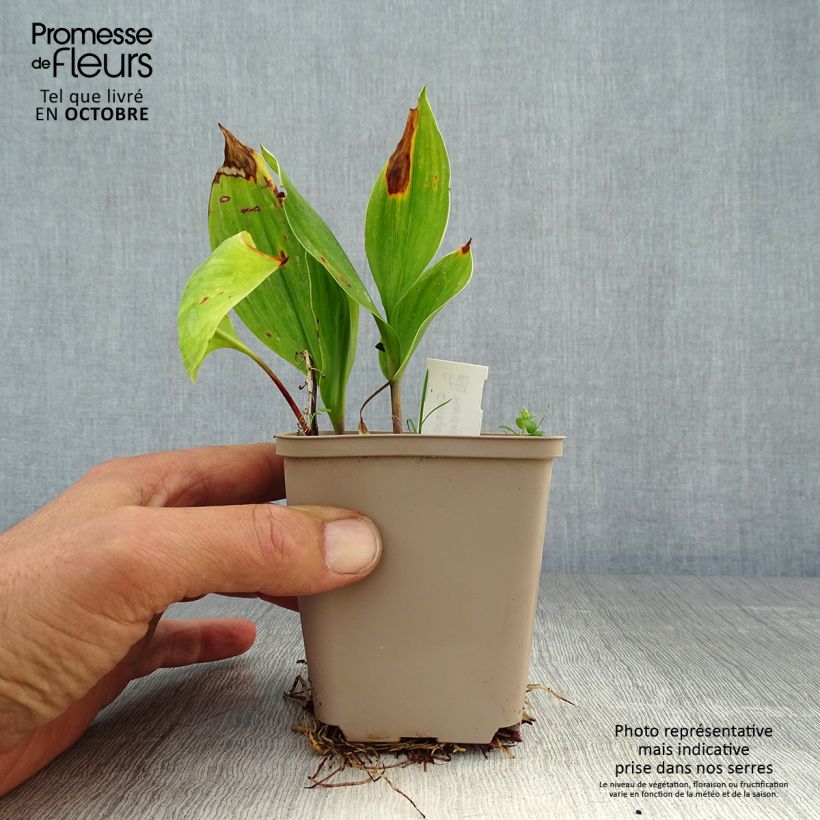 Exemplaar van Convallaria majalis Hardwick Hall - Lelietje-van-dalen Kweekpotje van 8/9 cm zoals geleverd in de herfst